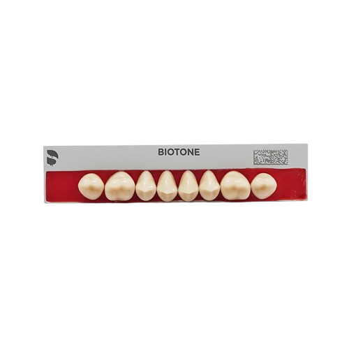 Dente Biotone Posterior Inferior - Dentsply