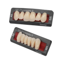 Dente SR Phonares II Anterior Inferior - Ivoclar